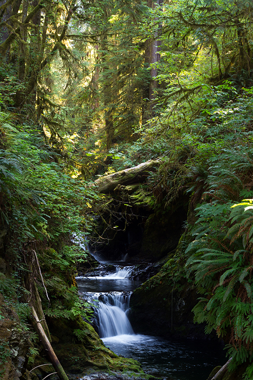 09-23 - 12.jpg - Olympic National Park, WA